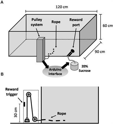 Stimulation in the Rat Anterior Insula and Anterior Cingulate During an Effortful Weightlifting Task